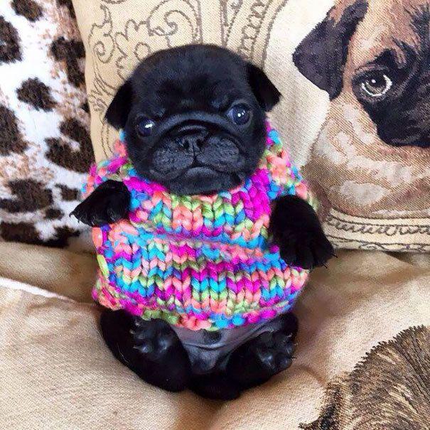 รูปภาพ:http://static.boredpanda.com/blog/wp-content/uploads/2016/10/cute-animals-wearing-tiny-sweaters-59-58049dbacab8b__605.jpg