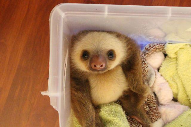 รูปภาพ:http://static.boredpanda.com/blog/wp-content/uploads/2016/10/cute-sloths-102-580768b7e9a7c__700.jpg