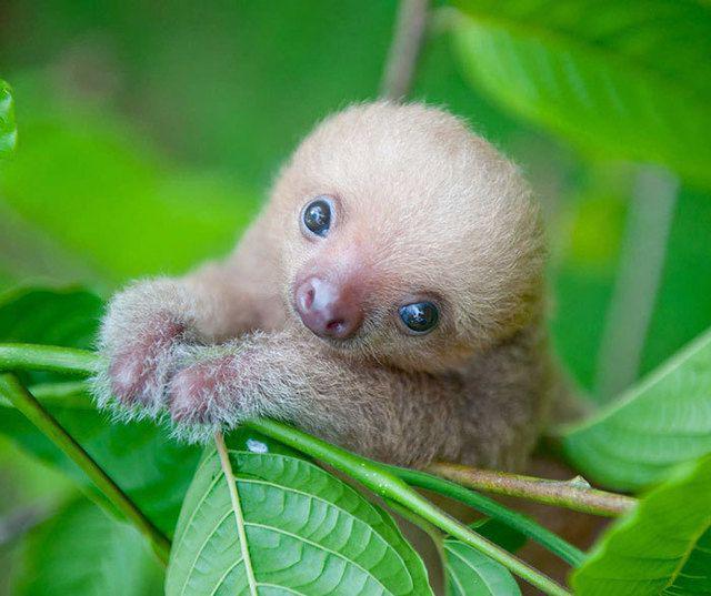 รูปภาพ:http://static.boredpanda.com/blog/wp-content/uploads/2016/10/Cute-sloths-320-580885a0d0510__700.jpg