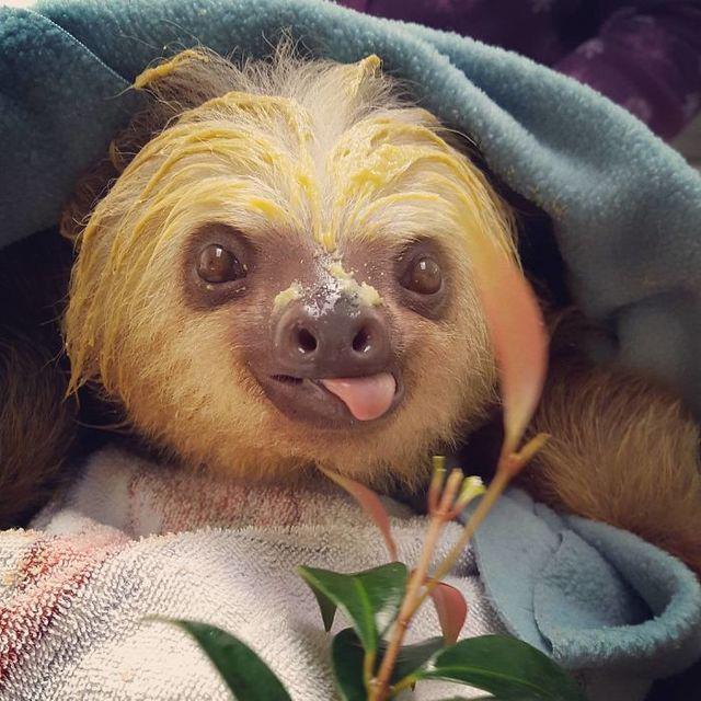 รูปภาพ:http://static.boredpanda.com/blog/wp-content/uploads/2016/09/cute-sloths-57ee6a85754a3__700.jpg