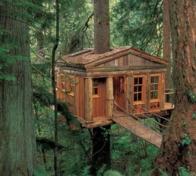 รูปภาพ:http://alpine-loghomes.com/wp-content/uploads/2013/08/treehouse-pic.jpg