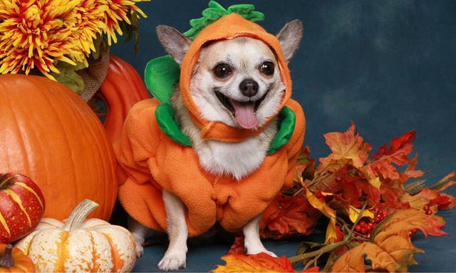 รูปภาพ:http://cdn2-www.dogtime.com/assets/uploads/2010/10/dog-halloween-costume-2.jpg