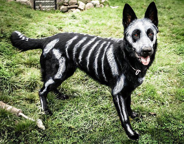 รูปภาพ:http://static.boredpanda.com/blog/wp-content/uploads/2014/10/skeleton-dog-halloween-costume-non-toxic-pet-paint-5.jpg