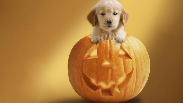 รูปภาพ:http://caseyraystl.com/wp-content/uploads/Halloween-Wallpaper-With-Dogs4.jpg