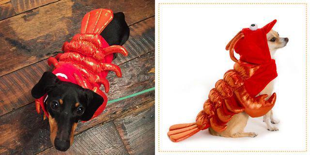 รูปภาพ:http://bpc.h-cdn.co/assets/16/40/980x490/gallery-1475594774-riley-the-doxie-lobster-halloween-costume-for-dogs.jpg
