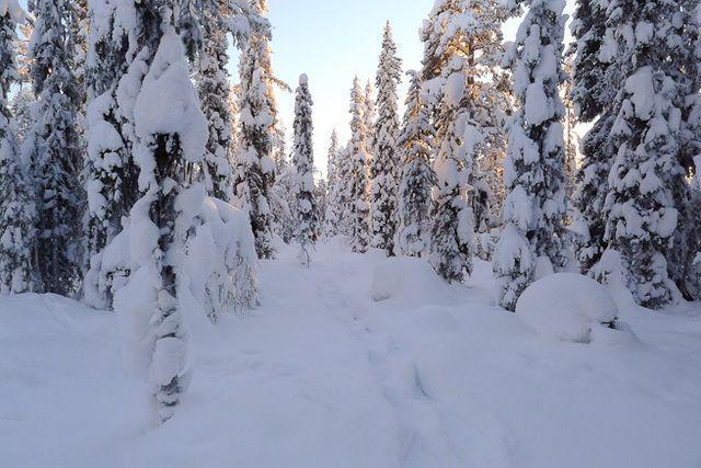 รูปภาพ:http://cdn.paulkirtley.co.uk/wp-content/uploads/2013/03/Winter-forest-wonderland.jpg