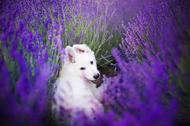 รูปภาพ:http://static.boredpanda.com/blog/wp-content/uploads/2016/11/I-Visited-Lavender-Garden-with-Dogs-to-Capture-their-Happiness-582045cf8ad5d__880.jpg