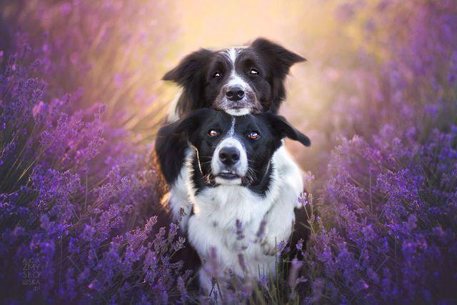 รูปภาพ:http://static.boredpanda.com/blog/wp-content/uploads/2016/11/I-Photograph-Dogs-in-Lavender-Garden-581f44d0d6f7a__880.jpg
