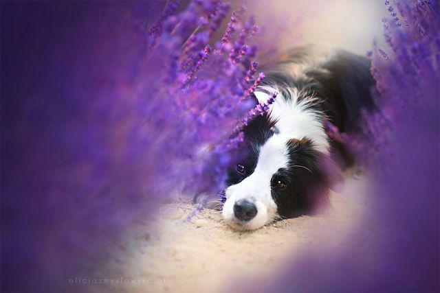 รูปภาพ:http://static.boredpanda.com/blog/wp-content/uploads/2016/11/I-Visited-Lavender-Garden-with-Dogs-to-Capture-their-Happiness-581f6f061292d__880.jpg