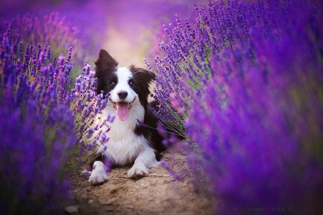 รูปภาพ:http://static.boredpanda.com/blog/wp-content/uploads/2016/11/I-Visited-Lavender-Garden-with-Dogs-to-Capture-their-Happiness-582045d43c53d__880.jpg