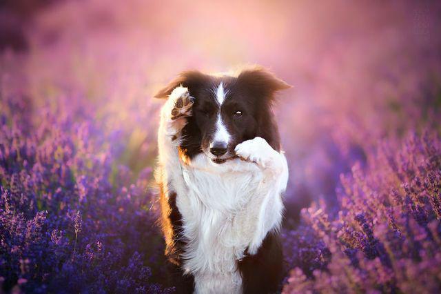 รูปภาพ:http://static.boredpanda.com/blog/wp-content/uploads/2016/11/I-Visited-Lavender-Garden-with-Dogs-to-Capture-their-Happiness-581f8a5e365e3__880.jpg