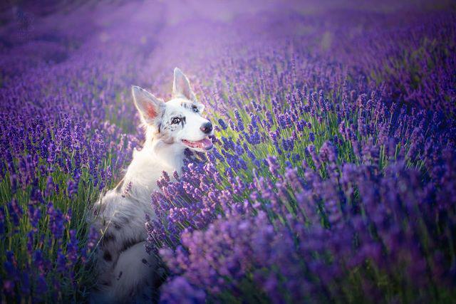 รูปภาพ:http://static.boredpanda.com/blog/wp-content/uploads/2016/11/I-Took-Dogs-to-Lavender-Garden-581f3fd9dba95__880.jpg
