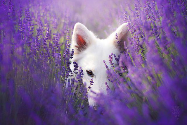 รูปภาพ:http://static.boredpanda.com/blog/wp-content/uploads/2016/11/I-Photograph-Dogs-in-Lavender-Garden-581f4873301d0__880.jpg