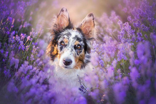 รูปภาพ:http://static.boredpanda.com/blog/wp-content/uploads/2016/11/I-Visited-Lavender-Garden-with-Dogs-to-Capture-their-Happiness-581f983e82291__880.jpg