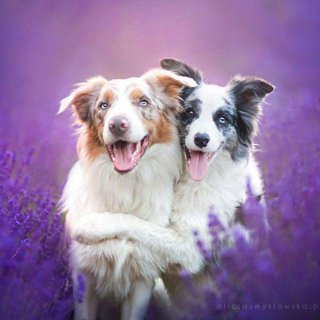 ภาพประกอบบทความ สุดน่ารัก! กับภาพเหล่าน้องหมาในสวนดอกลาเวนเดอร์!!!