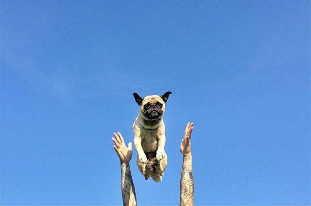 รูปภาพ:http://static.boredpanda.com/blog/wp-content/uploads/2016/11/pug-norm-adventures-jeremy-veach-86-5821a28b094ce__700.jpg