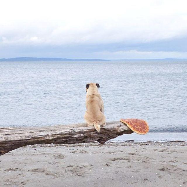 รูปภาพ:http://static.boredpanda.com/blog/wp-content/uploads/2016/11/pug-norm-adventures-jeremy-veach-106-5821a2beb8e8b__700.jpg