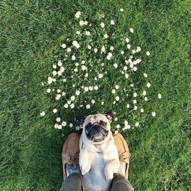 รูปภาพ:http://static.boredpanda.com/blog/wp-content/uploads/2016/11/pug-norm-adventures-jeremy-veach-55-5821a23fa1c15__700.jpg