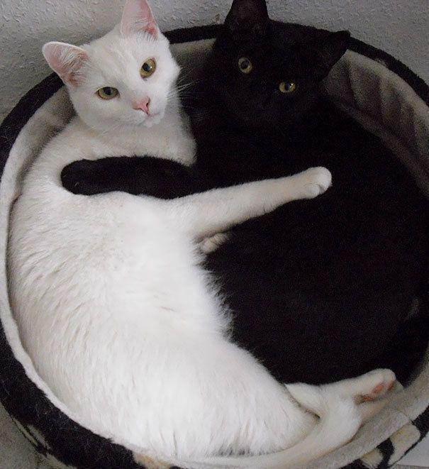 รูปภาพ:http://static.boredpanda.com/blog/wp-content/uploads/2016/11/black-white-cats-yin-yang-49-5824790de8220__605.jpg