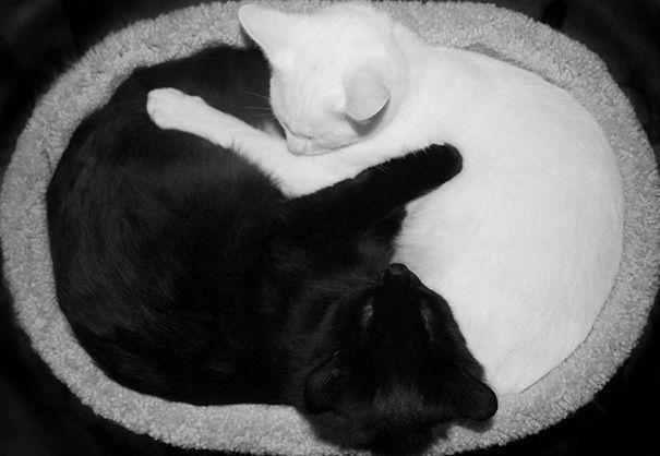 รูปภาพ:http://static.boredpanda.com/blog/wp-content/uploads/2016/11/black-white-cats-yin-yang-70-5824837231803__605.jpg