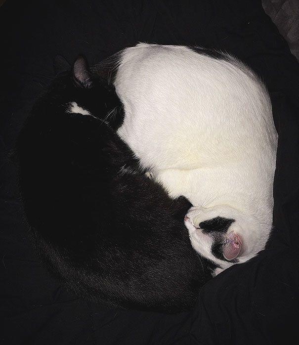 รูปภาพ:http://static.boredpanda.com/blog/wp-content/uploads/2016/11/black-white-cats-yin-yang-19-58243d5c98dcf__605.jpg