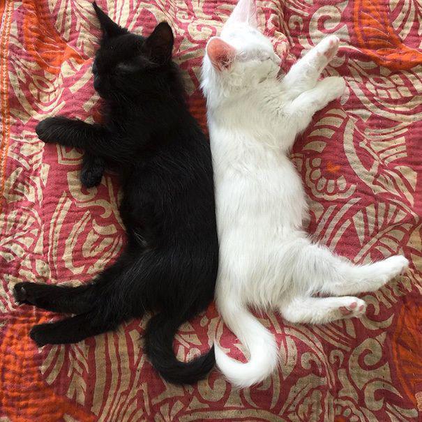 รูปภาพ:http://static.boredpanda.com/blog/wp-content/uploads/2016/11/black-white-cats-yin-yang-75-582483468ba6f__605.jpg