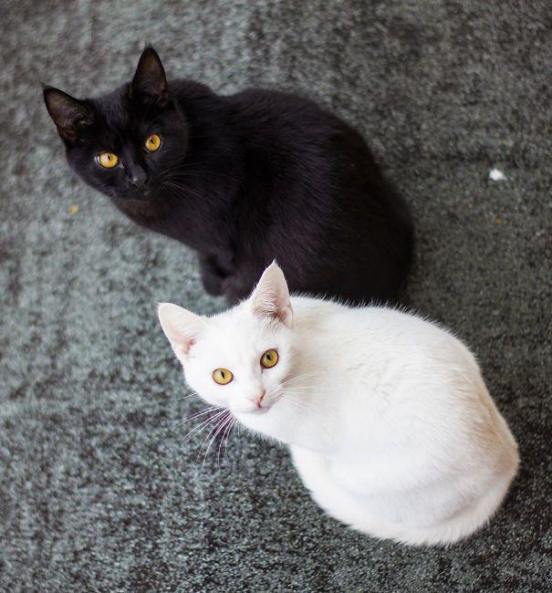 รูปภาพ:http://static.boredpanda.com/blog/wp-content/uploads/2016/11/black-white-cats-yin-yang-38-582586a245743__605.jpg