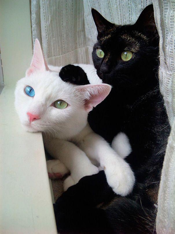รูปภาพ:http://static.boredpanda.com/blog/wp-content/uploads/2016/11/black-white-cats-yin-yang-30-58244a56debb6__605.jpg