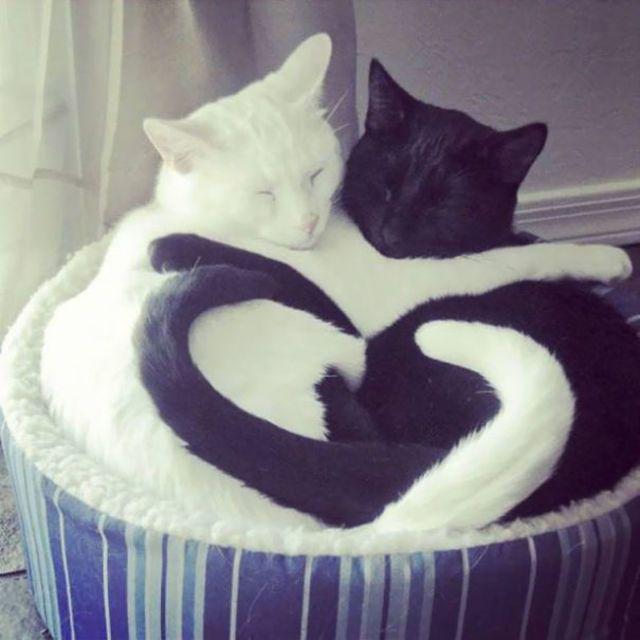 ตัวอย่าง ภาพหน้าปก:เคยเห็นไหม? รวมรูป 'หยินหยางเวอร์ชั่นเเมว' คู่แมวน้อยขาวดำสุดน่ารัก