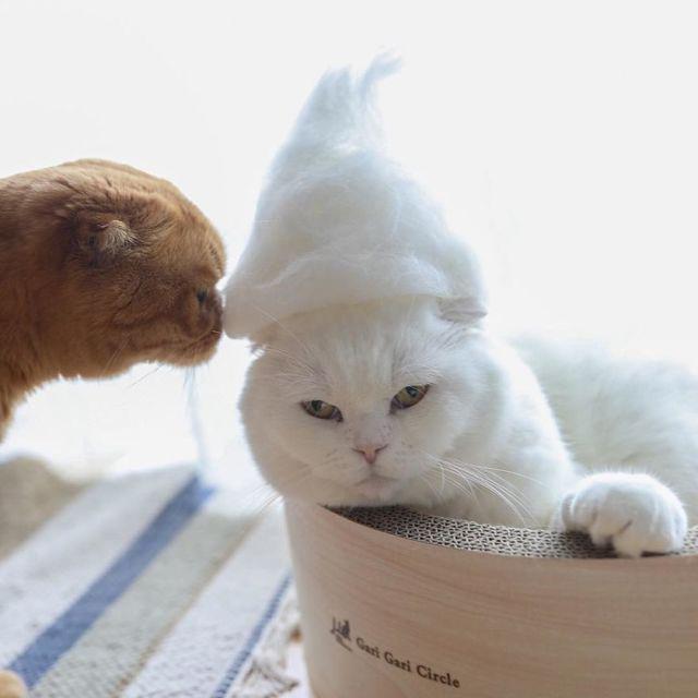 รูปภาพ:http://static.boredpanda.com/blog/wp-content/uploads/2016/11/Cats-in-hats-made-from-their-own-hair-582e5a033f8e1__880.jpg