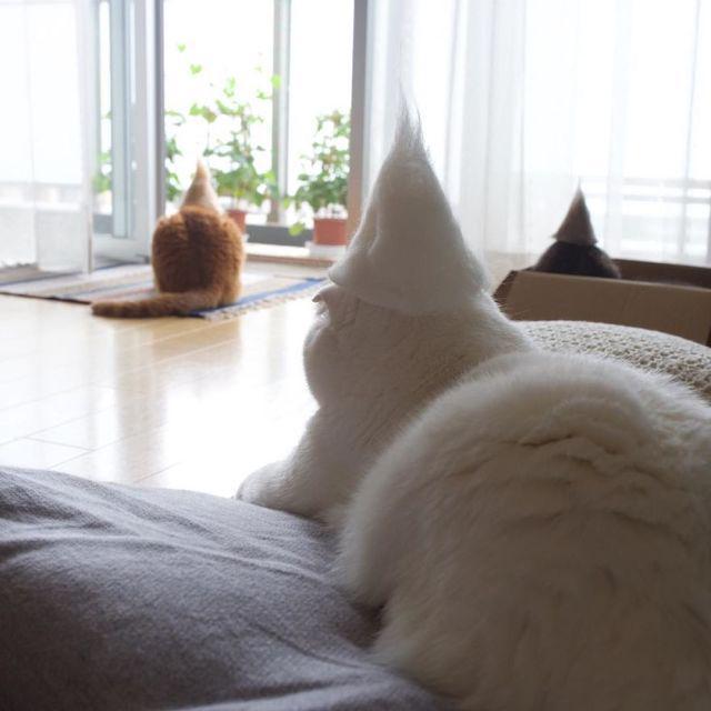 รูปภาพ:http://static.boredpanda.com/blog/wp-content/uploads/2016/11/Cats-in-hats-made-from-their-own-hair-582e5a04c7476__880.jpg