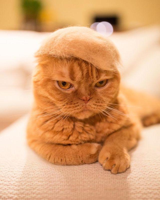 รูปภาพ:http://static.boredpanda.com/blog/wp-content/uploads/2016/11/Cats-in-hats-made-from-their-own-hair-582ebf440a8aa__880.jpg