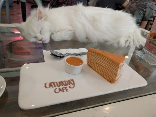 รูปภาพ:https://media-cdn.tripadvisor.com/media/photo-s/09/ae/44/9c/caturday-cat-cafe.jpg