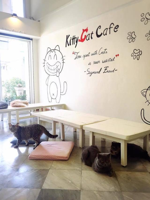 รูปภาพ:https://media-cdn.tripadvisor.com/media/photo-s/09/ae/44/9c/caturday-cat-cafe.jpg
