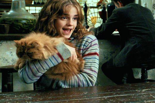 รูปภาพ:https://usatftw.files.wordpress.com/2016/04/hermione-crookshanks-cat.jpg