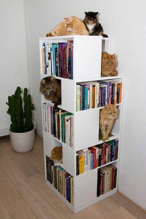 รูปภาพ:https://media.bookbub.com/wp-content/uploads/2015/06/Cats1.jpg