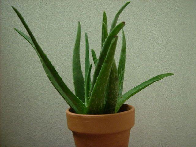 รูปภาพ:https://www.houseplant411.com/wp-content/uploads/800px-Potted_Aloe_vera_plant.jpg
