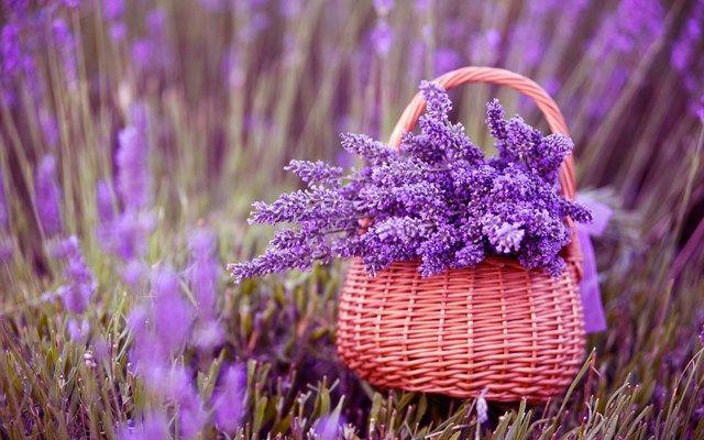รูปภาพ:http://www.fresh-organic-food.com/wp-content/uploads/2016/03/fresh-organic-food-lavender-01.jpg