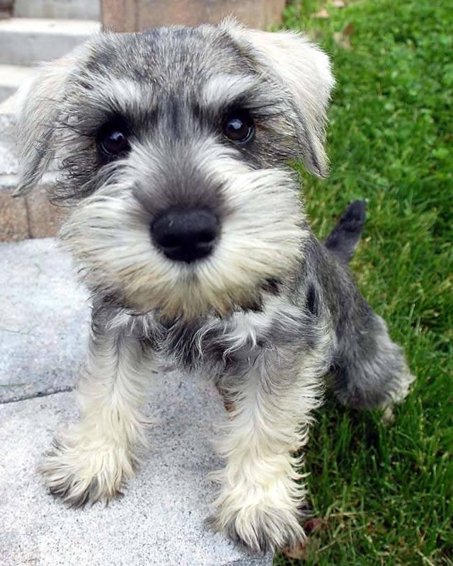 รูปภาพ:http://buzzsharer.com/wp-content/uploads/2015/07/Schnauzer-cute-puppy.jpg