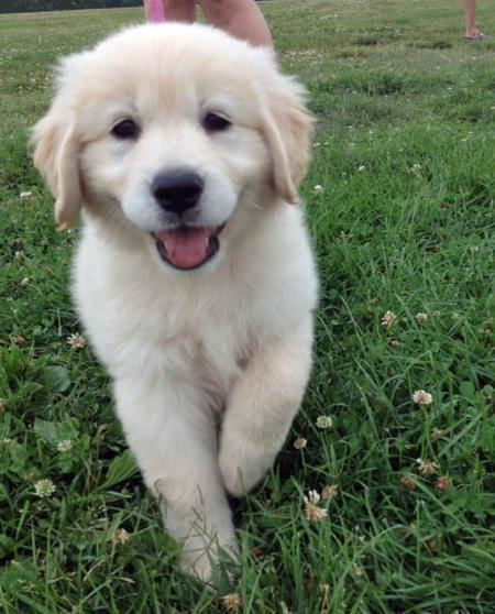 รูปภาพ:http://animalcarecollege.info/wp-content/uploads/2014/09/golden-retriever-puppy-smiling-2.jpg