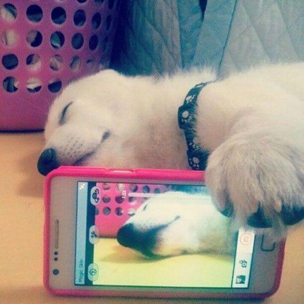 รูปภาพ:http://static.boredpanda.com/blog/wp-content/uploads/2017/01/funny-animal-selfies-14-587deb4b7f1a5__605.jpg