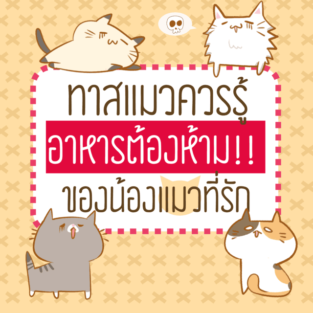 ภาพประกอบบทความ ทาสแมวควรรู้ อาหารต้องห้าม! ของน้องแมวที่รัก