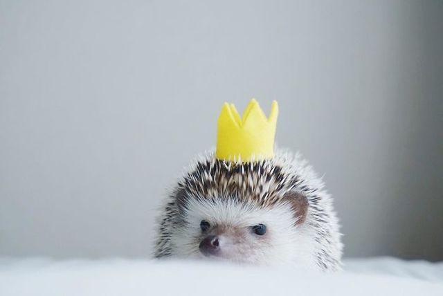 รูปภาพ:http://static.boredpanda.com/blog/wp-content/uploads/2017/02/cute-hedgehogs-in-hats-5892f9ca8adee__700.jpg