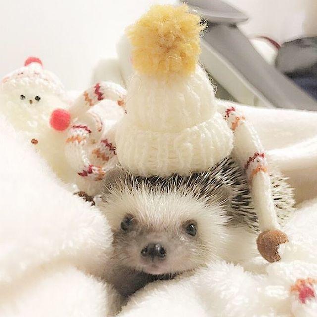 รูปภาพ:http://static.boredpanda.com/blog/wp-content/uploads/2017/01/cute-hedgehogs-in-hats-5890a41872e7b__700.jpg