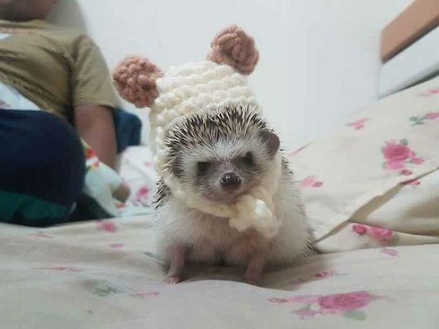 รูปภาพ:http://static.boredpanda.com/blog/wp-content/uploads/2017/02/cute-hedgehogs-in-hats-5892f755cab4f__700.jpg