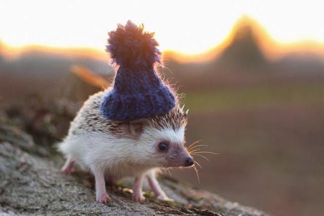 รูปภาพ:http://static.boredpanda.com/blog/wp-content/uploads/2017/01/cute-hedgehogs-in-hats-58909ea617280__700.jpg