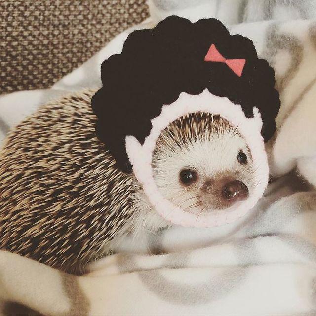 รูปภาพ:http://static.boredpanda.com/blog/wp-content/uploads/2017/02/cute-hedgehogs-in-hats-5892f96580990__700.jpg