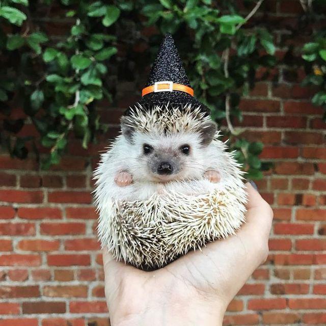 รูปภาพ:http://static.boredpanda.com/blog/wp-content/uploads/2017/02/cute-hedgehogs-in-hats-5892f8d24d856__700.jpg