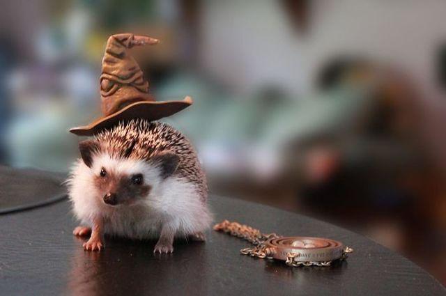 รูปภาพ:http://static.boredpanda.com/blog/wp-content/uploads/2017/01/cute-hedgehogs-in-hats-5890a0692833c__700.jpg