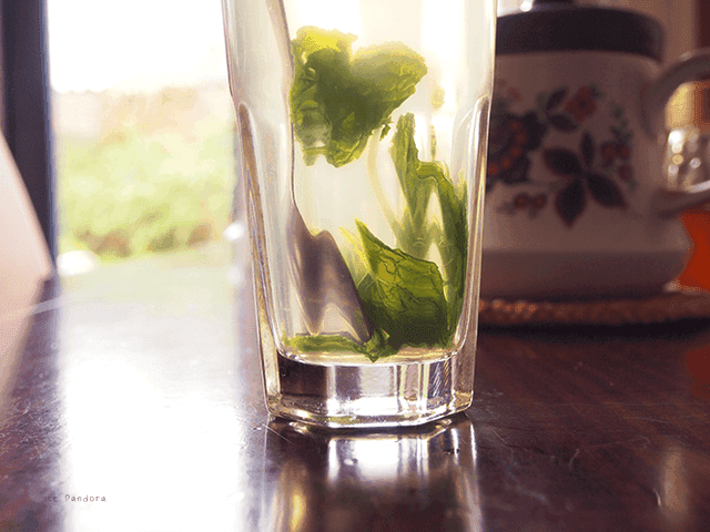 รูปภาพ:http://1.bp.blogspot.com/-Q0cOG3vk3lY/Uao-FoHjjzI/AAAAAAAAJcM/WTYlK_89o3c/s1600/Homemade+mint+and+ginger+tea2.png